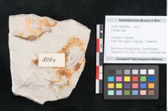 Foto (Objekt + Etikett) von Plantae indet.  (NHMW-GEO-2024-0188-8064)